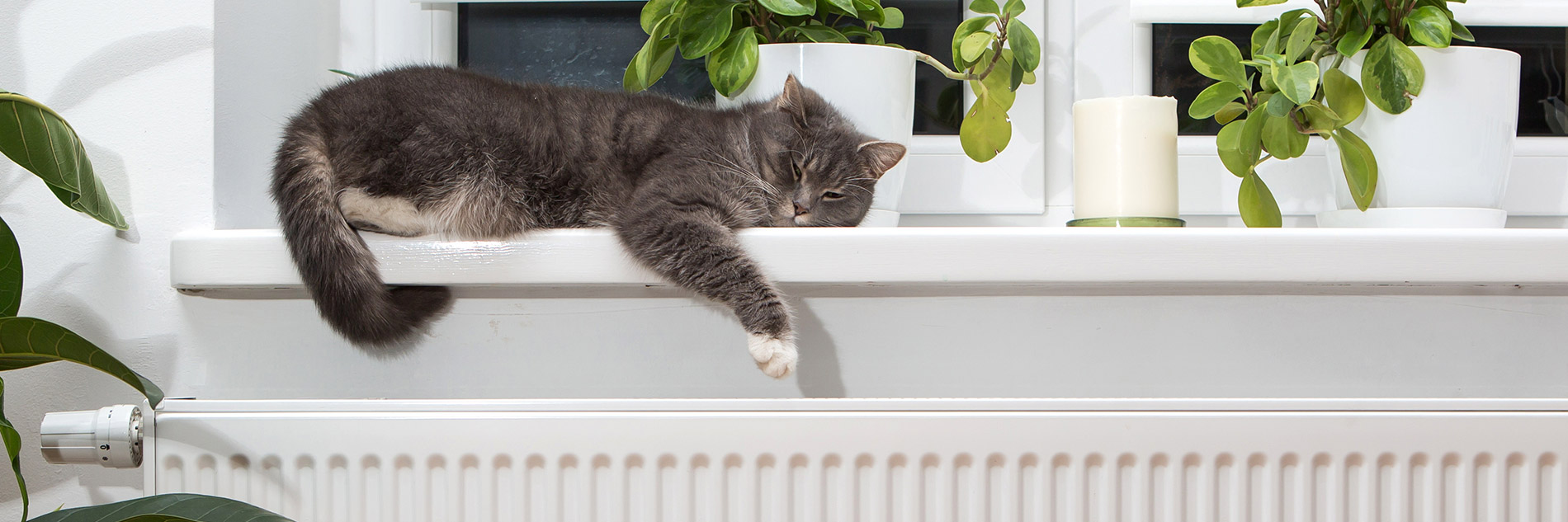 chat radiateur